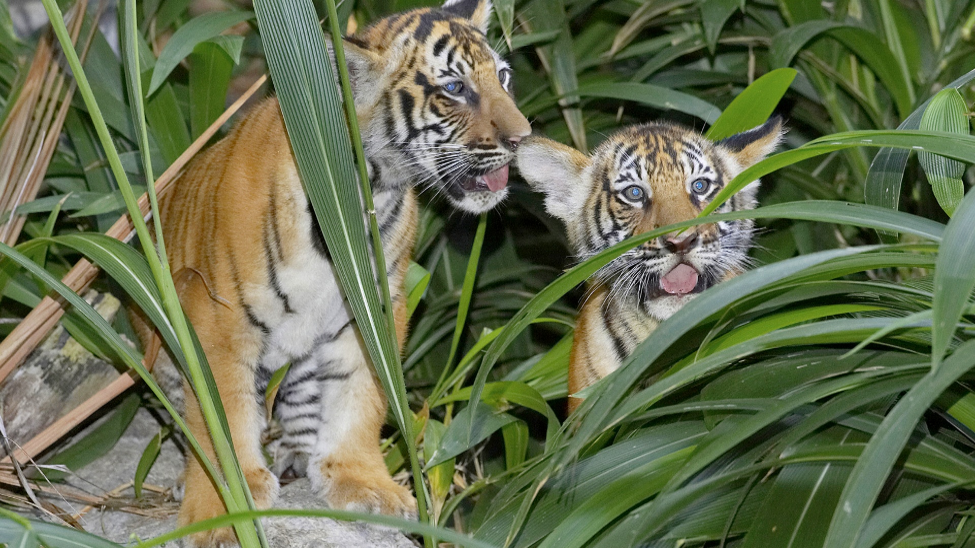 В Таиланде добились роста популяции индокитайских тигров
