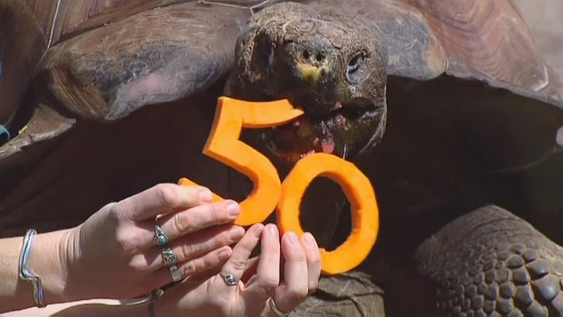 Огромная черепаха отпраздновала юбилей в зоопарке Перта