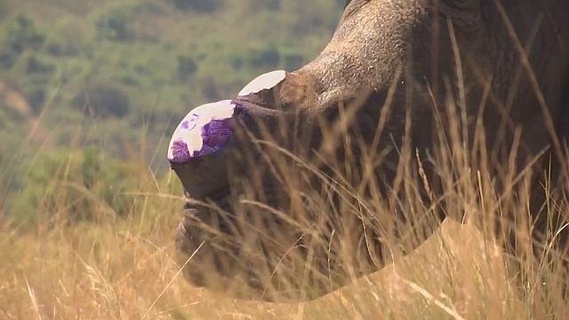 Носорогам спиливают рога для защиты от браконьеров