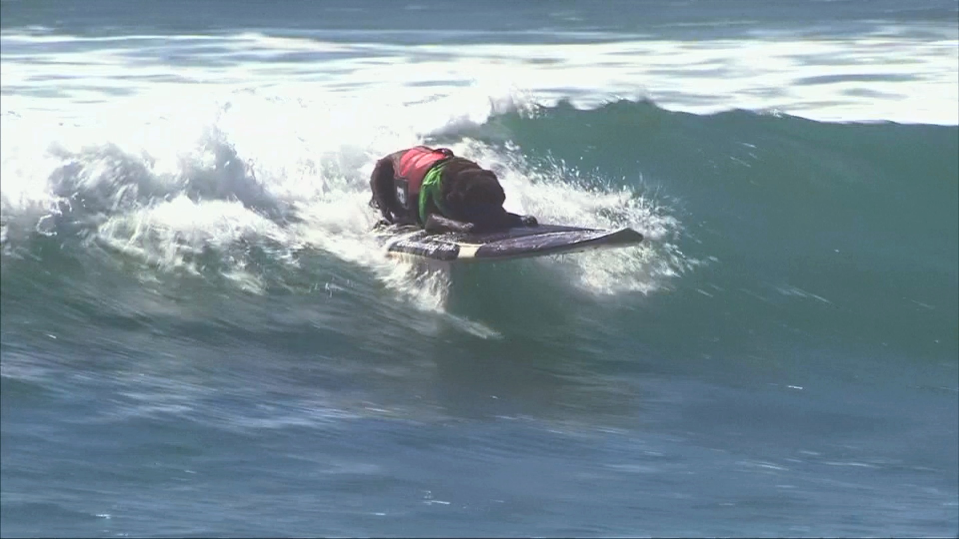Собачий сёрфинг под Лос-Анджелесом: кто лучший?