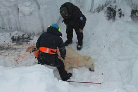 Белых медведей стали чаще убивать при самообороне
