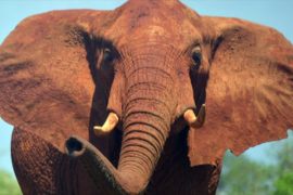Африканских слонов становится меньше из-за браконьеров