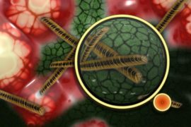 Источники бактерий в вашем доме