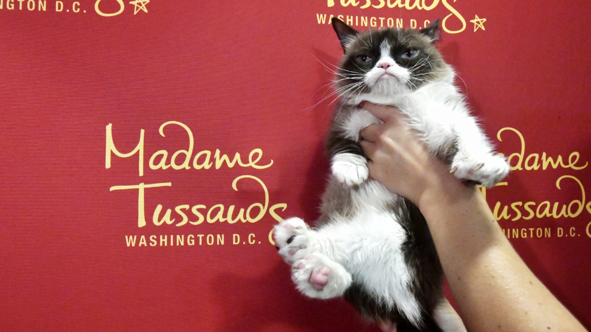 «Сердитый кот» побывал в Музее мадам Тюссо и на Бродвее
