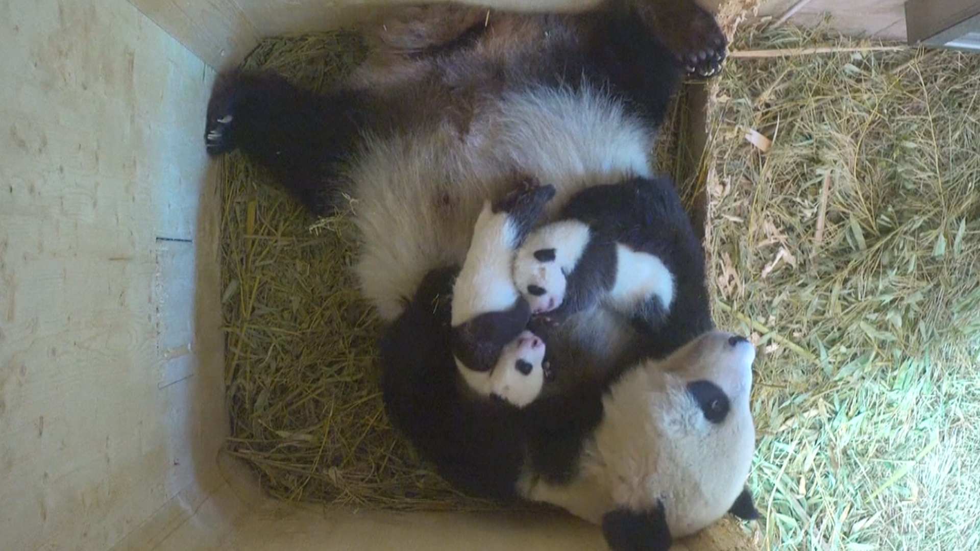Зоопарк Вены выбирает имя для детёныша панды