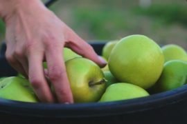 Снизятся ли в России цены на яблоки?