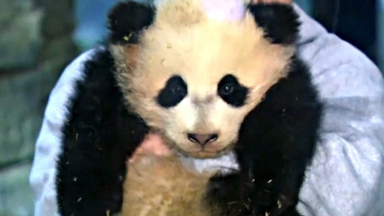 Панда из зоопарка Вашингтона отправится в Китай