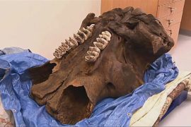 Почти целый скелет мастодонта нашли в Мичигане