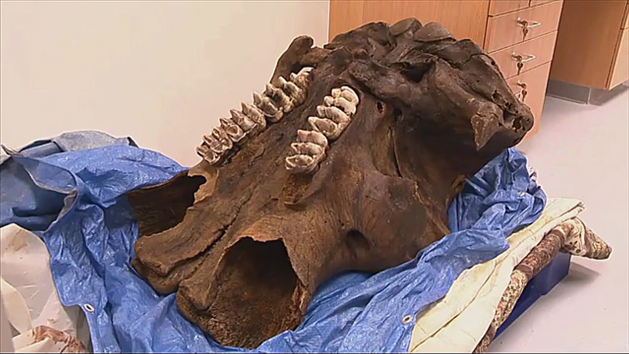 Почти целый скелет мастодонта нашли в Мичигане