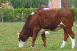 «Кто тут босс?!»: французские фермеры диктуют цены на молоко