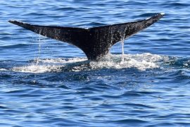 Китового заповедника в Южной Атлантике пока не создадут
