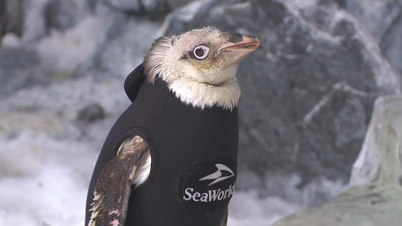 Лысеющему пингвину пошили гидрокостюм