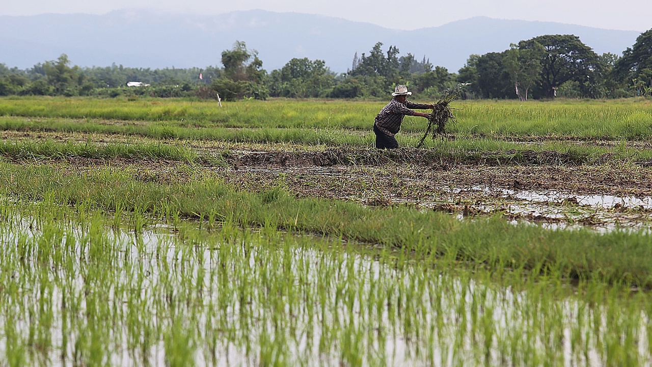 Выращивать рис Жасмин в Таиланде стало невыгодно