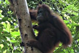 12 спасённых орангутанов готовят к жизни на свободе