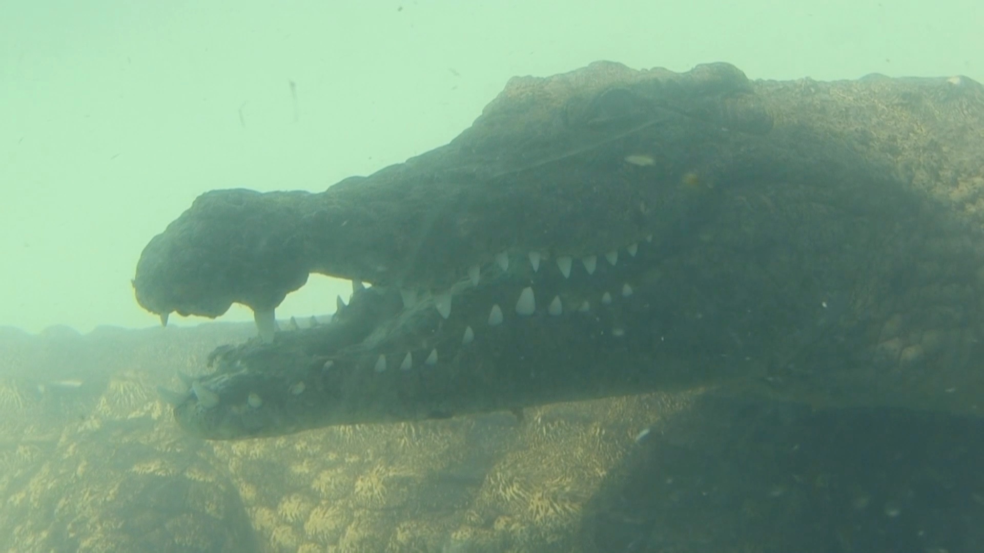 Поплавать с крокодилами предлагают в ЮАР