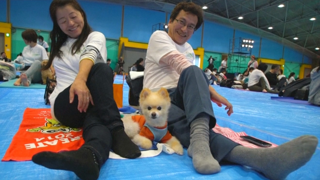 Япония: самое массовое занятие йогой с собаками