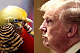Между Трампом и золотым фазаном нашли схожие черты