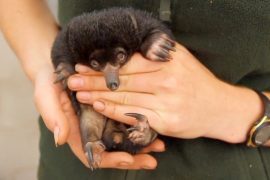 В зоопарке Сиднея впервые за 30 лет родились ехидны