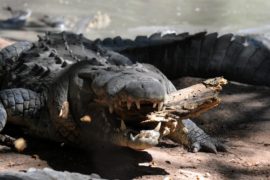 Индия: крокодилы вышли из реки в городе