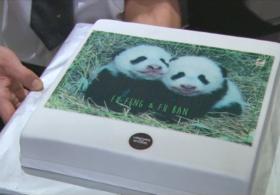 Детёнышам панды в венском зоопарке дали имена