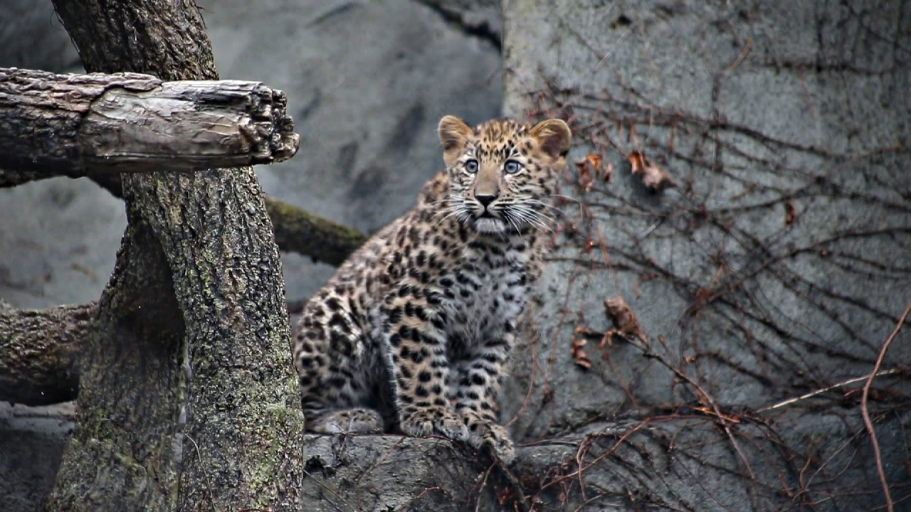 США: дебют амурского леопарда