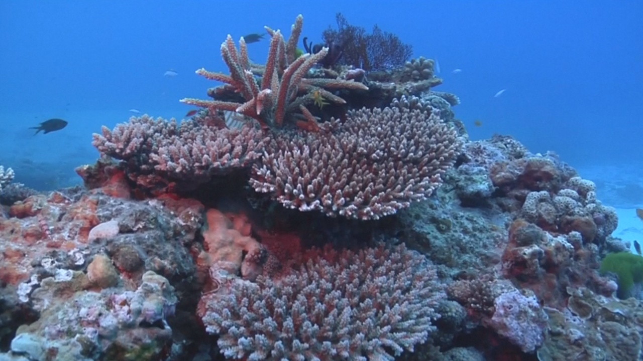 Барьерный риф: зафиксирована самая масштабная гибель кораллов