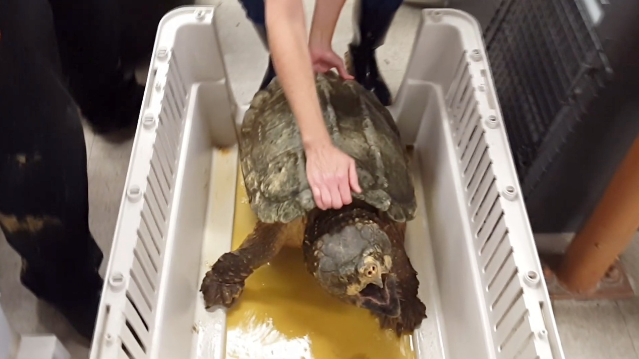 В Техасе спасли 24-килограммовую черепаху, застрявшую в трубе