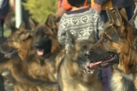 От ши-тцу до немецких догов: в Пакистане прошло шоу собак