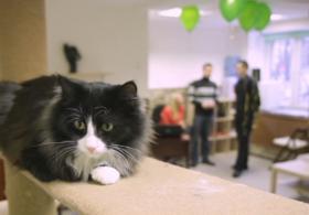 Кафе в Челябинске предлагает пообщаться с кошками