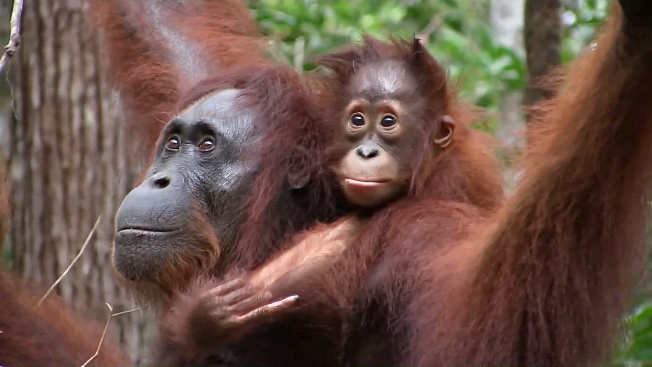 Орангутанов в Индонезии защитит туризм