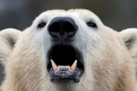 Белых медведей может стать на треть меньше