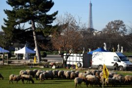 Фермеры Франции протестуют против засилья волков