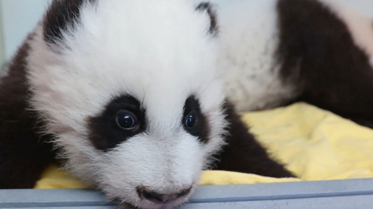 В зоопарке Атланты выбрали имена двум маленьким пандам