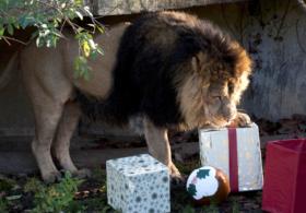 Тигры и сурикаты получили рождественские подарки