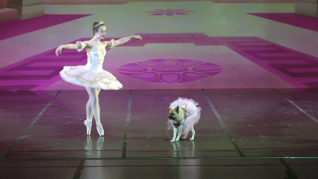 «Щелкунчика» показывают в США с собаками на сцене
