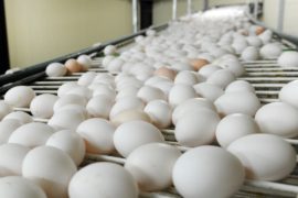 Птичий грипп вызвал нехватку яиц в Южной Корее