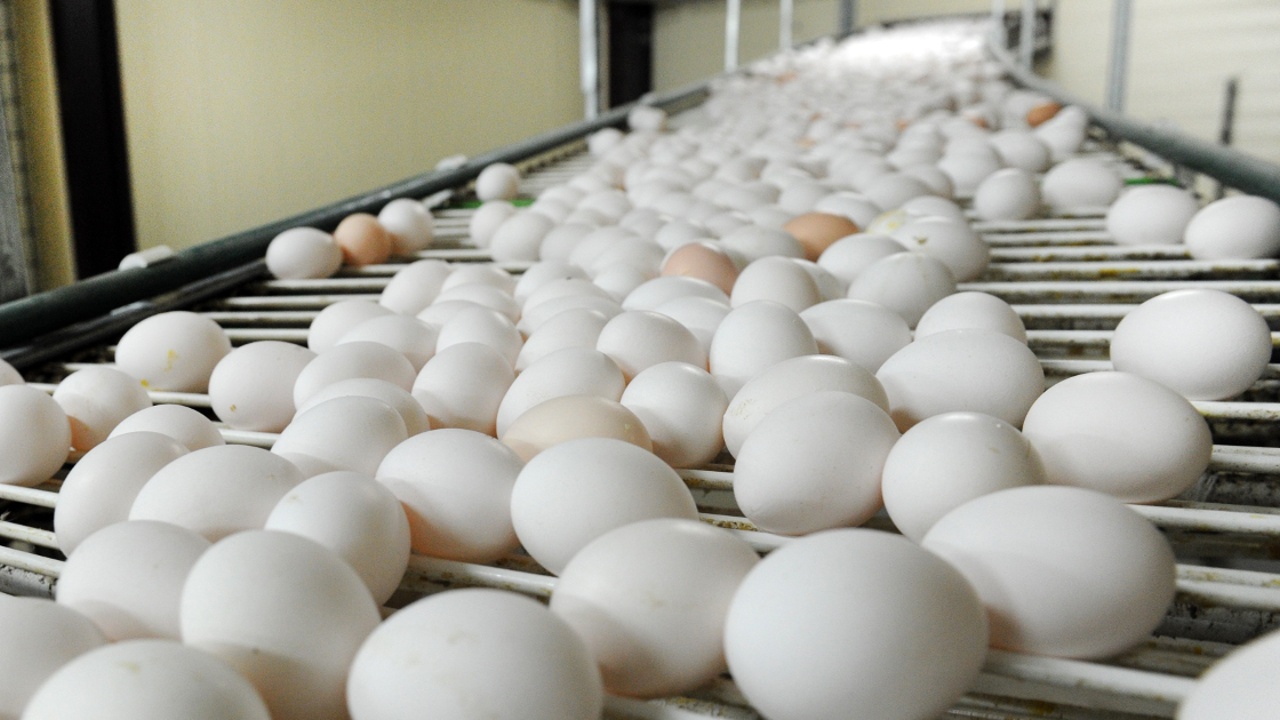 Птичий грипп вызвал нехватку яиц в Южной Корее