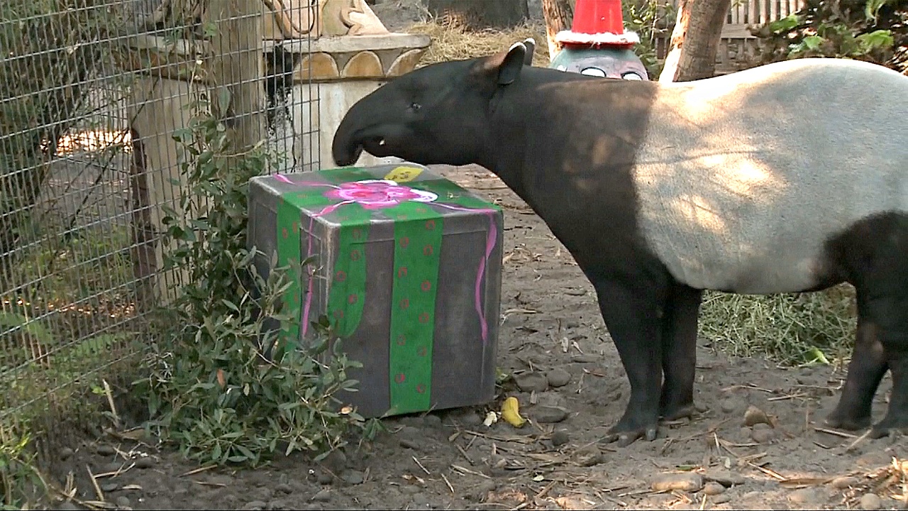 Тигров, тапиров и носорогов поздравили с Рождеством