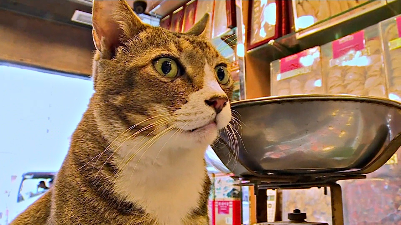 Кошки в магазинах Гонконга очаровали голландского фотографа