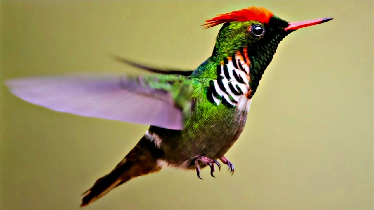Бразилия искушает туристов и орнитологов разнообразием птиц