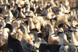 Во Франции уничтожат 1,3 млн уток из-за птичьего гриппа