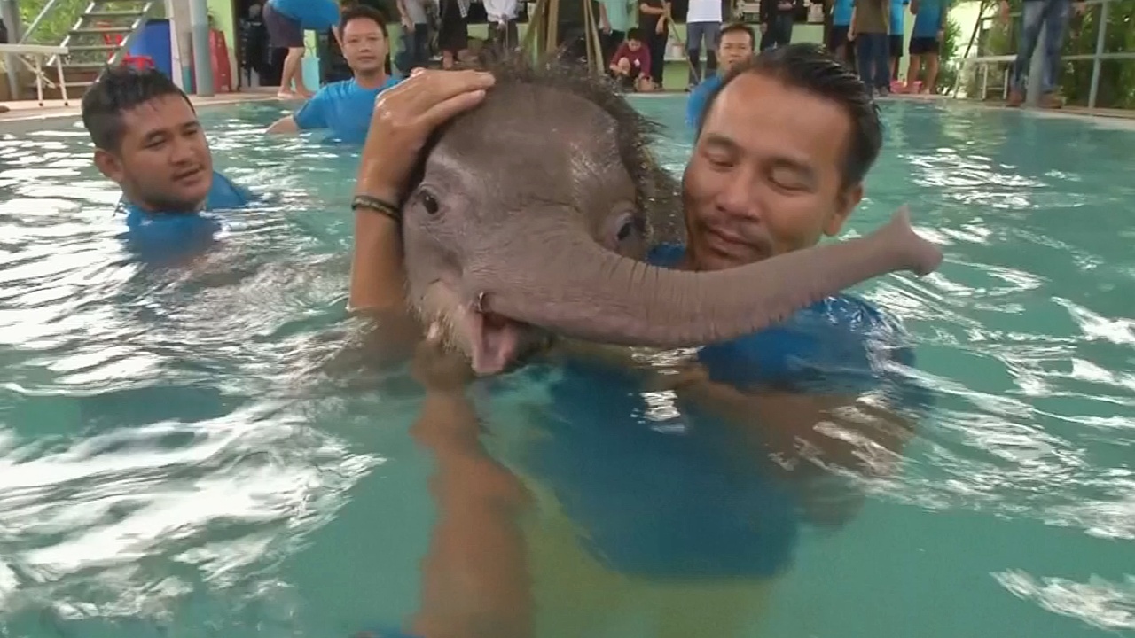 Таиланд: раненого слонёнка лечат купаниями