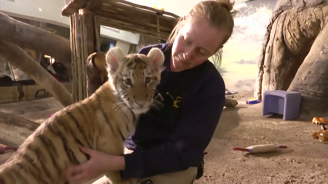 Тигрёнка растят без матери в зоопарке Милуоки