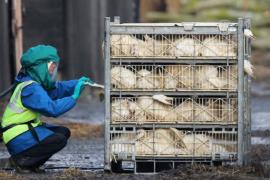 Эпидемии птичьего гриппа в Европе не будут закономерностью