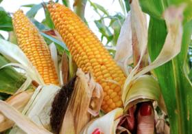 Мексика будет импортировать больше кукурузы из США