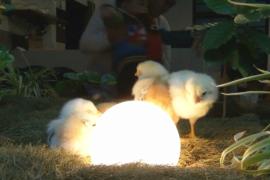Цыплята стали частью декора кафе на Тайване