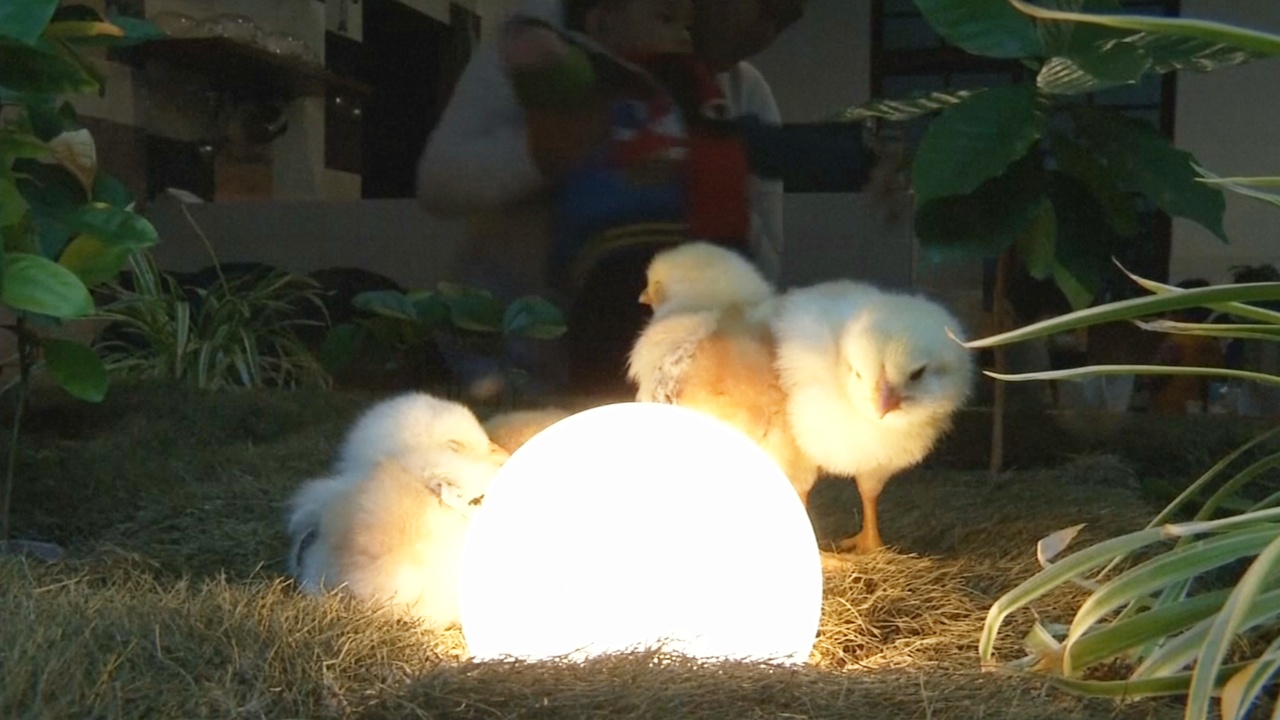 Цыплята стали частью декора кафе на Тайване