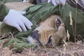 В Кении львам надевают ошейники с GPS-трекером
