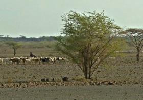 1,3 млн кенийцев стоят перед лицом голода из-за засухи