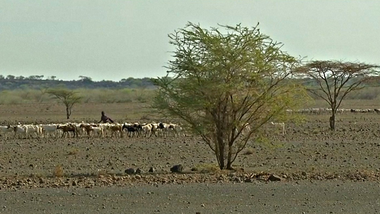1,3 млн кенийцев стоят перед лицом голода из-за засухи